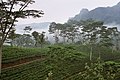 Tea plantation in the highlands