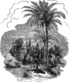 English: Palm tree. Picture from popular bible encyclopedia of Archimandrite Nicephorus (1892). Русский: Пальма. Иллюстрация из иллюстрированной библейской энциклопедии архимандрита Никифора (1892)