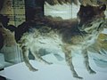 Canis lupus hattai (cat.)