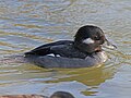 ♀ Sylvan Heights Waterfowl Park, North Carolina