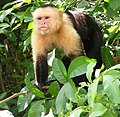 White-headed capuchin, Cebus capucinus