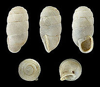 Gibbulinella dealbata, Shell