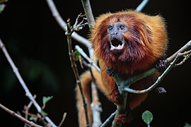 Golden lion tamarin, an endemic animal of Brazil, in the Poço das Antas Biological Reserve.