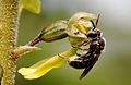 Blüte mit Bestäuber