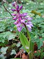 Orchis mascula Germany - Rügen