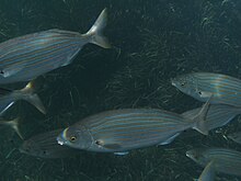 Sarpa salpa1.JPG