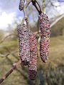 catkins