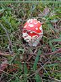 Amanita muscaria