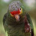 Lisztes amazon (Amazona farinosa)