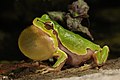 Italian Tree Frog