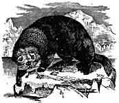 Britannica Otter