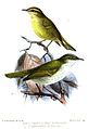 Phylloscopus nigrorum, Phylloscopus olivaceus