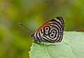 18 Diaethria marchalii uploaded by Paolostefano1412, nominated by Paolostefano1412