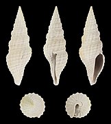 Hindsiclava perspirata, shell