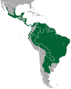 Distribuição do jaguarundi