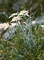 Эдельвейс альпийский (Leontopodium alpinum)