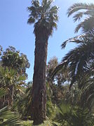 Washingtonia filifera dans l'île de Lokrum, près de Dubrovnik, Croatie.