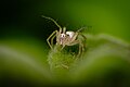 Lynx Spider - Wichita, Kansas, USA