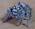 Emane Phidippus mystaceus