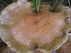 Pilkšvažalė skujagalvė (Pholiota gummosa)