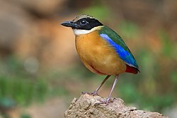 Blauflügelpitta (von JJ Harrison)