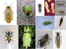 Разнообразие Polyneoptera