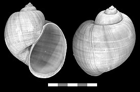 June 6: shell of the freshwater snail Pomacea haustrum