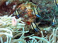 In the wild, Lembeh Straits