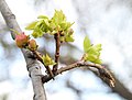 de:Sant’Alfio, Sizilien: de:Kastanienbaum der hundert Pferde