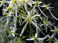 Saxifraga fortunei