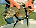 Lampreys attached to a lake trout