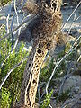 Dead Cholla Cactus