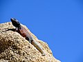 Chuckwalla