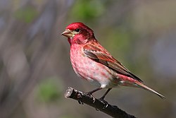 Purpurgimpel (Carpodacus purpureus) (von Cephas)