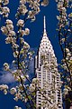 Chrysler Building, printre ramuri de cireș inflorit