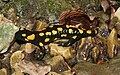 Feuersalamander