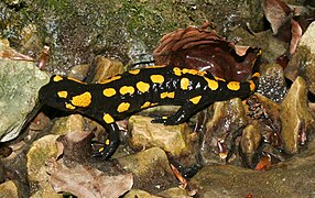 Feuersalamander (Salamandra salamandra)