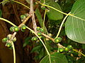 Fruits of sacred fig at Flamingo Gardens, Davie, Florida