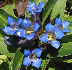 Синя тинтява (G. cruciata)