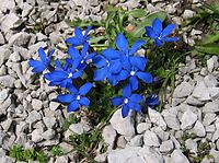 Gentiana orbicularis