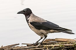 Pilkoji varna (Corvus cornix)