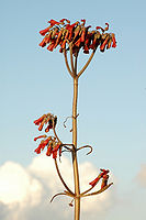 Kalanchoe daigremontiana