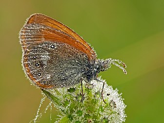 Borboleta-do-feno-comum (Coenonympha glycerion), de manhã cedo, orvalhada. Aldeia de Knistushki, região de Hrodna, Bielorrússia (definição 3 069 × 2 302)