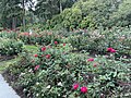 International Rose Test Garden