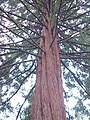 Sequoia sempervirens