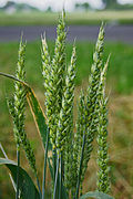 Planto - Tritiko (Triticum)