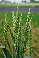 Piante: formenton (Triticum)