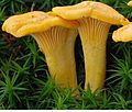 Cantharellus cibarius