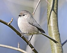 American Bushtit 6751vv.jpg