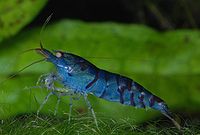 Caridina cf. cantonensis